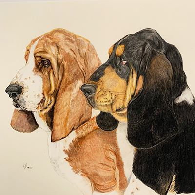 Bassets