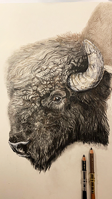 Bison