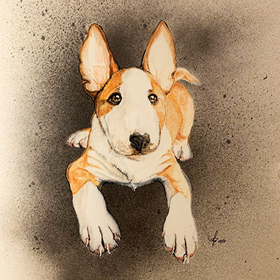 Bullterrier